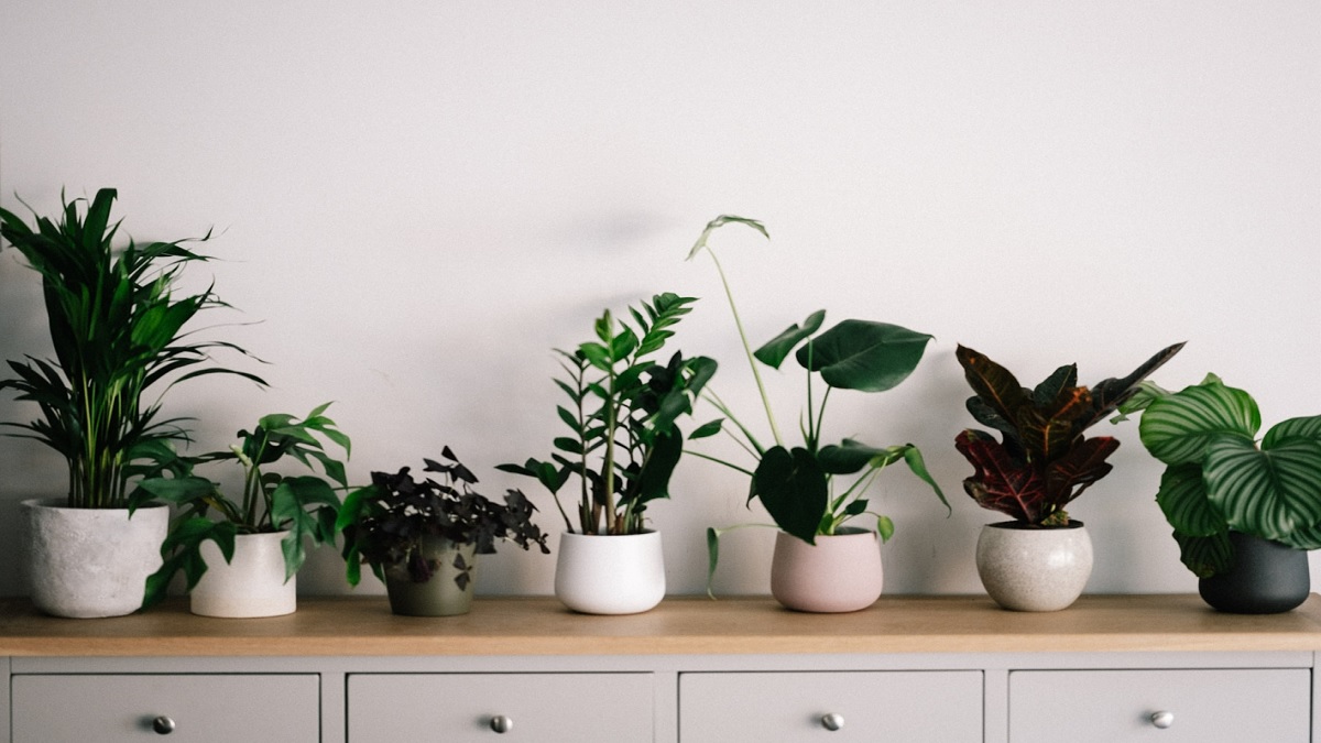 Best Indoor Plants For Home: Natural Air Purifiers To Fight Off Air Pollution